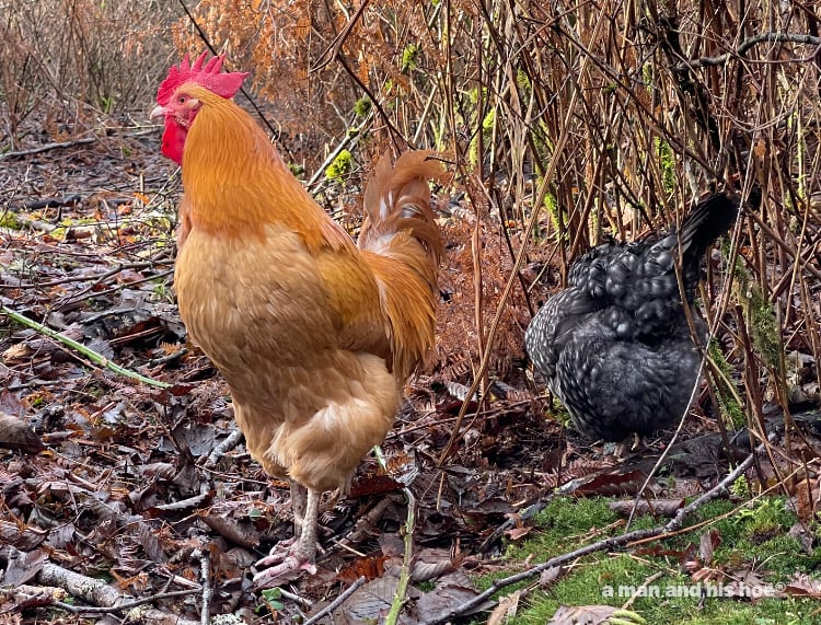 Happy and hen in the woods