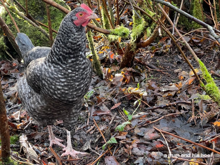 hen in the woods