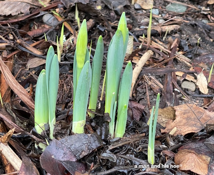 daffodil shoots