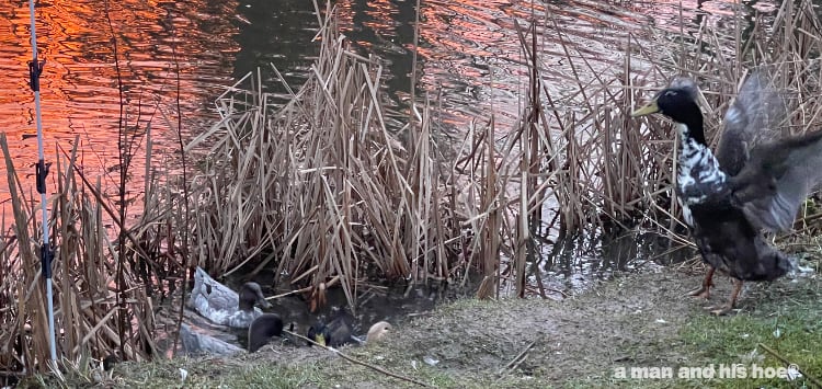 duck flapping its wings