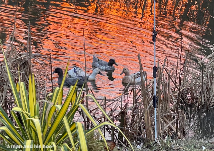 ducks swimming in a red pond