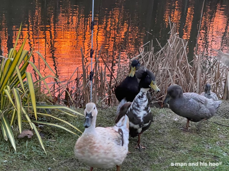 ducks waddling out of the pond