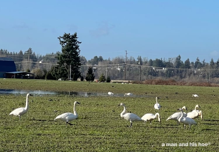 swans in a field