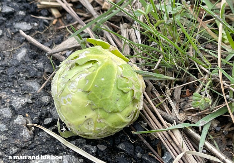 brussel sprout alongside the road