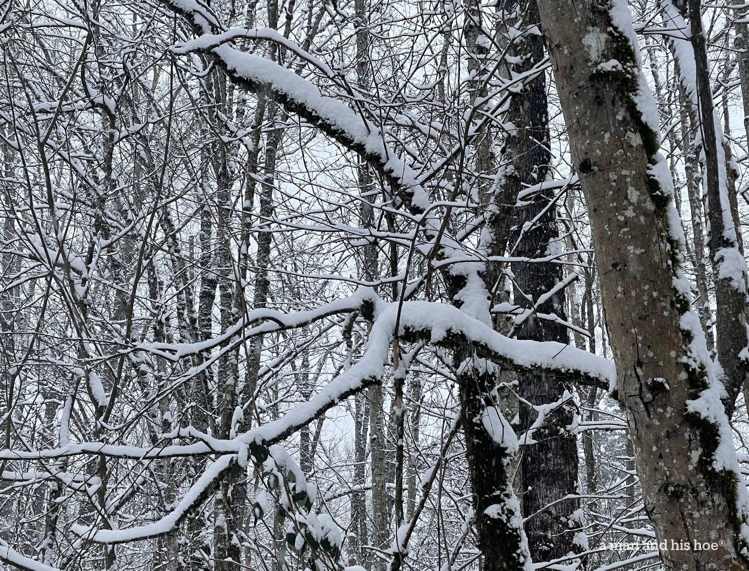 snow on branches