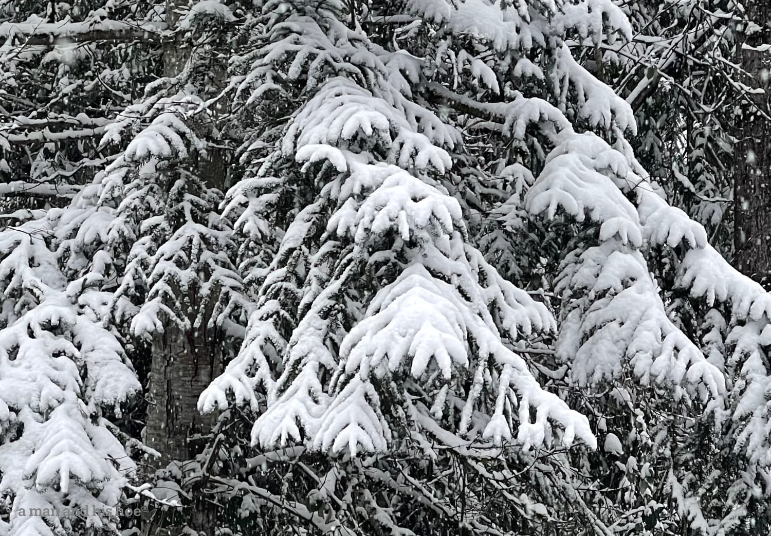 snow draped fir branches