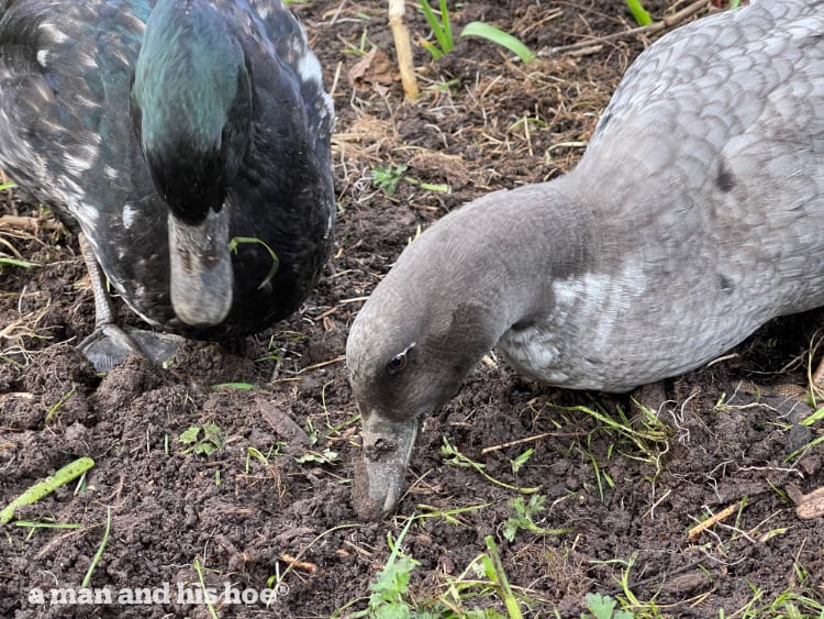 garden ducks