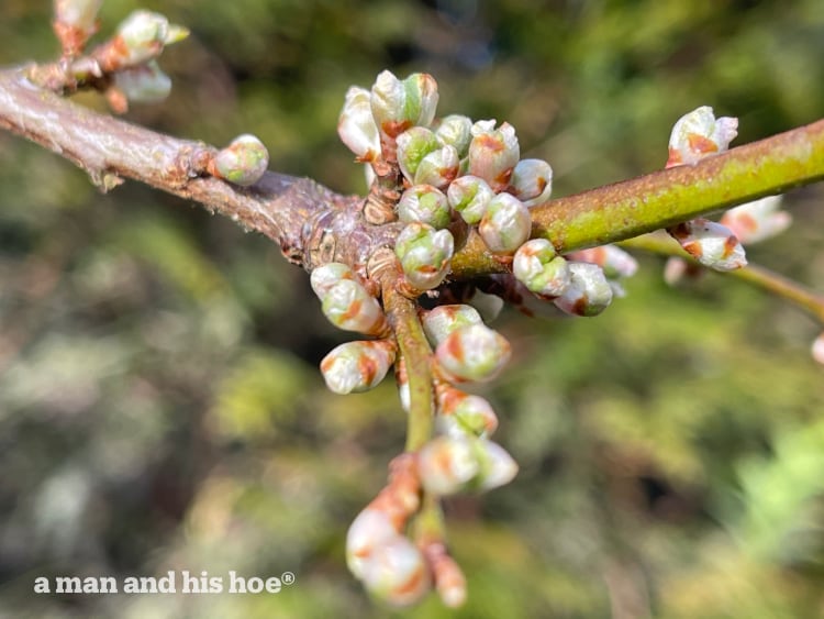 plum buds