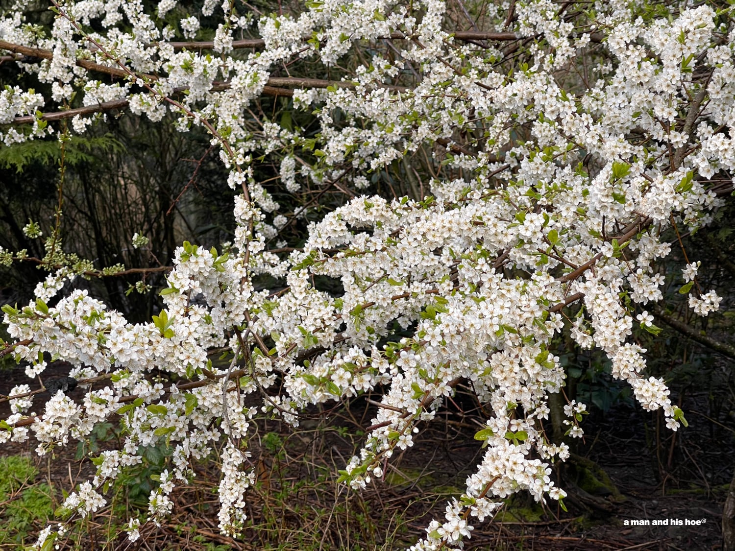 plum tree in bloom