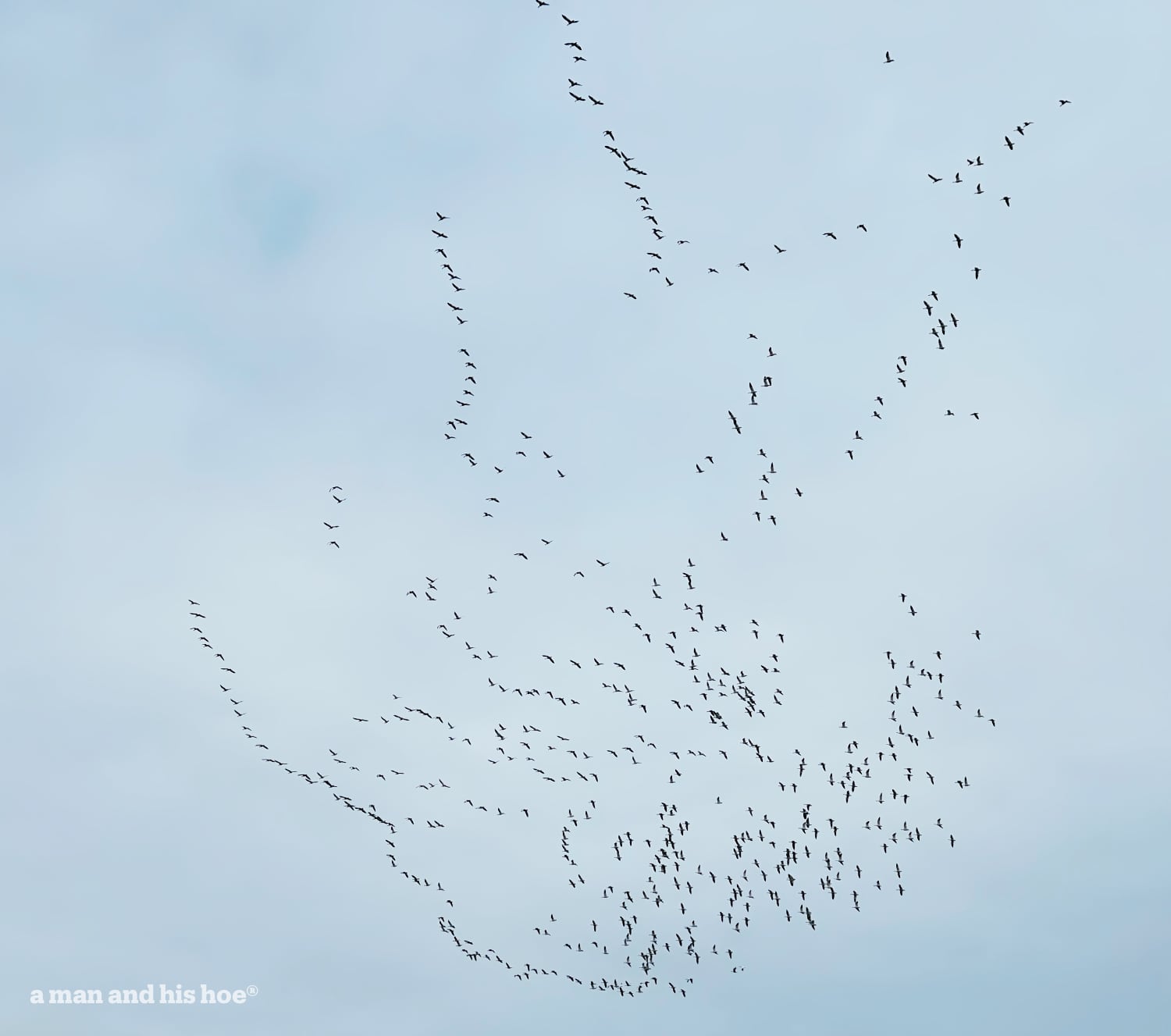 snow geese heading north