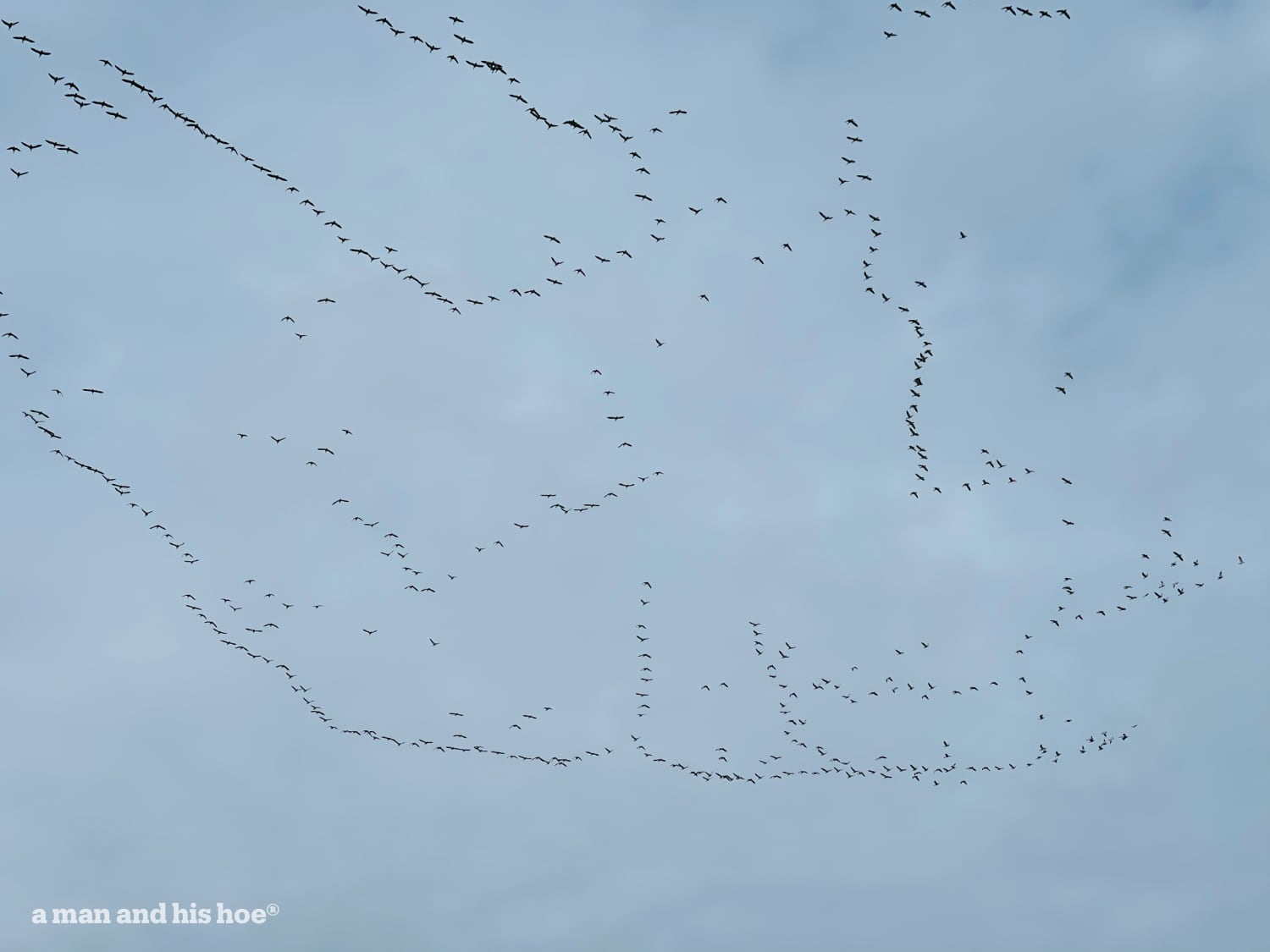 snow geese heading north