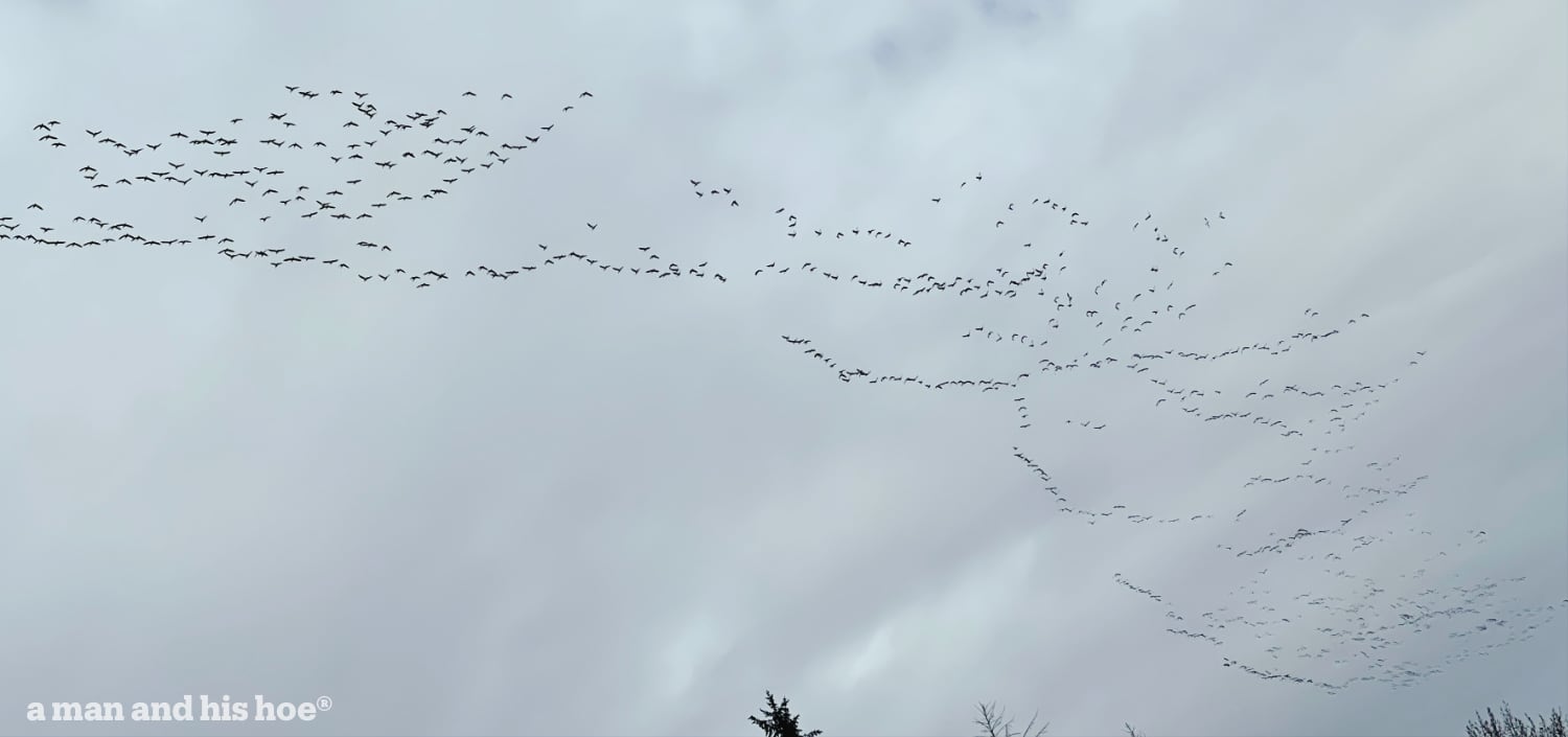 snow geese heading north