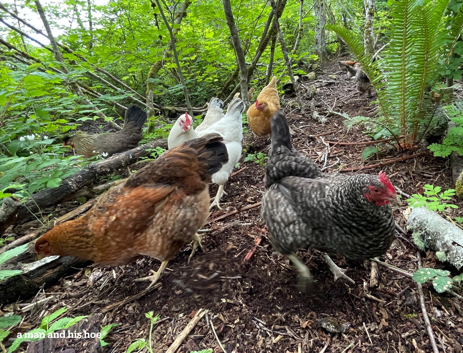 chickens on the path