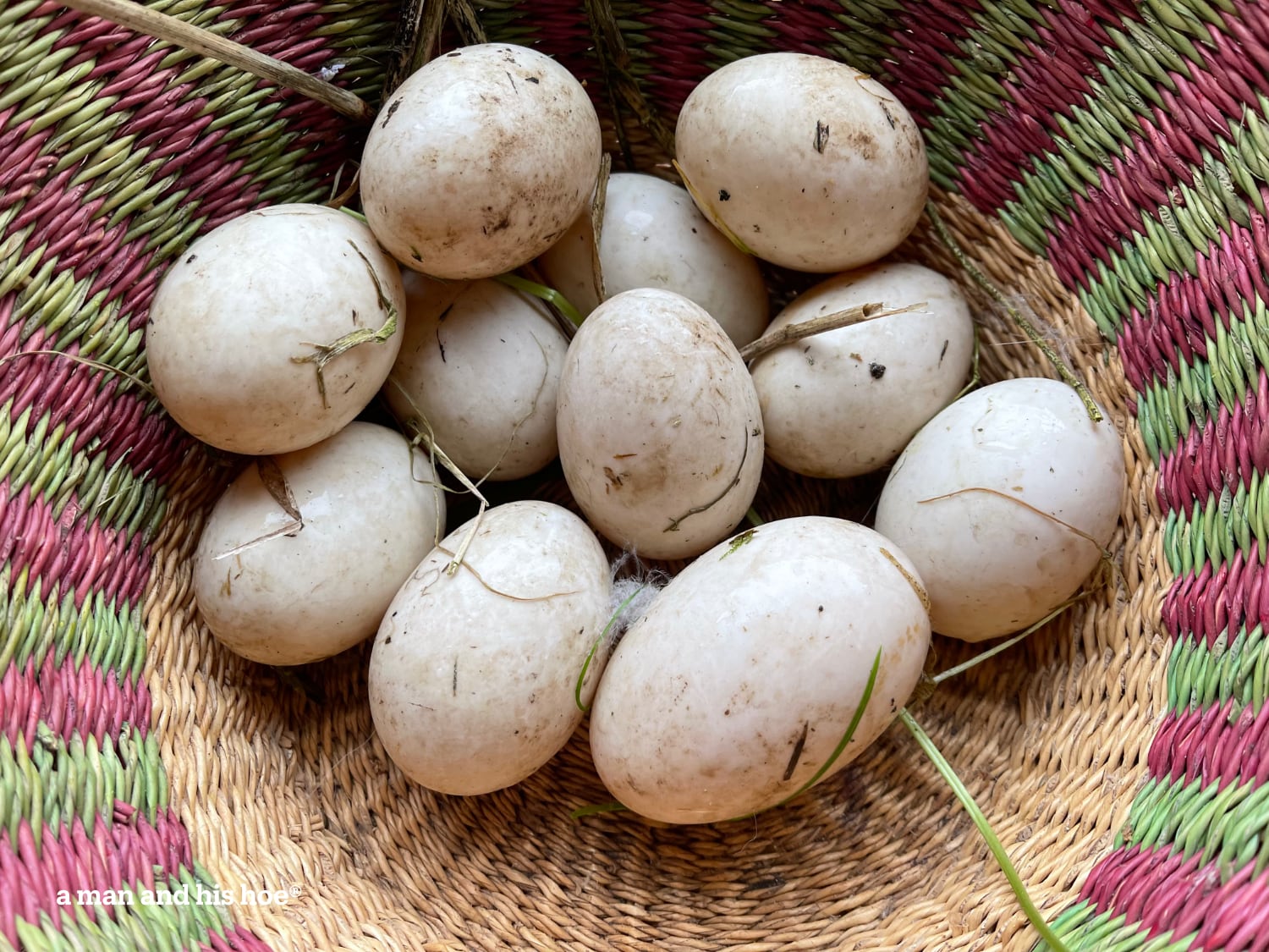 Duck eggs gathered