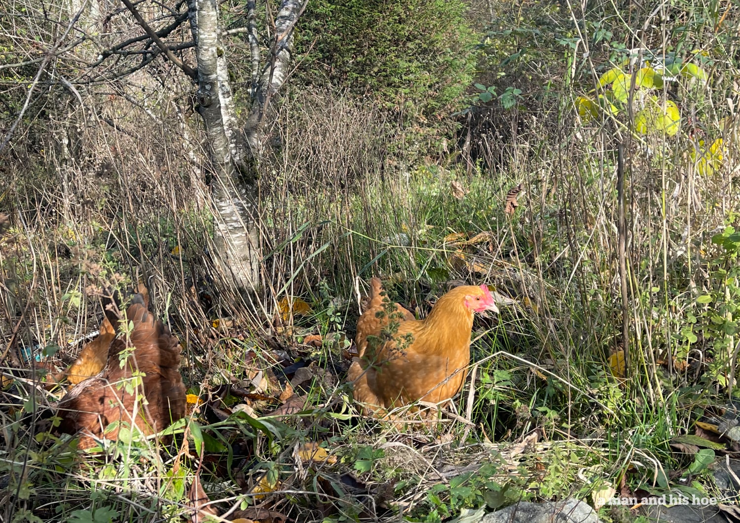 chickens in a sunny garden