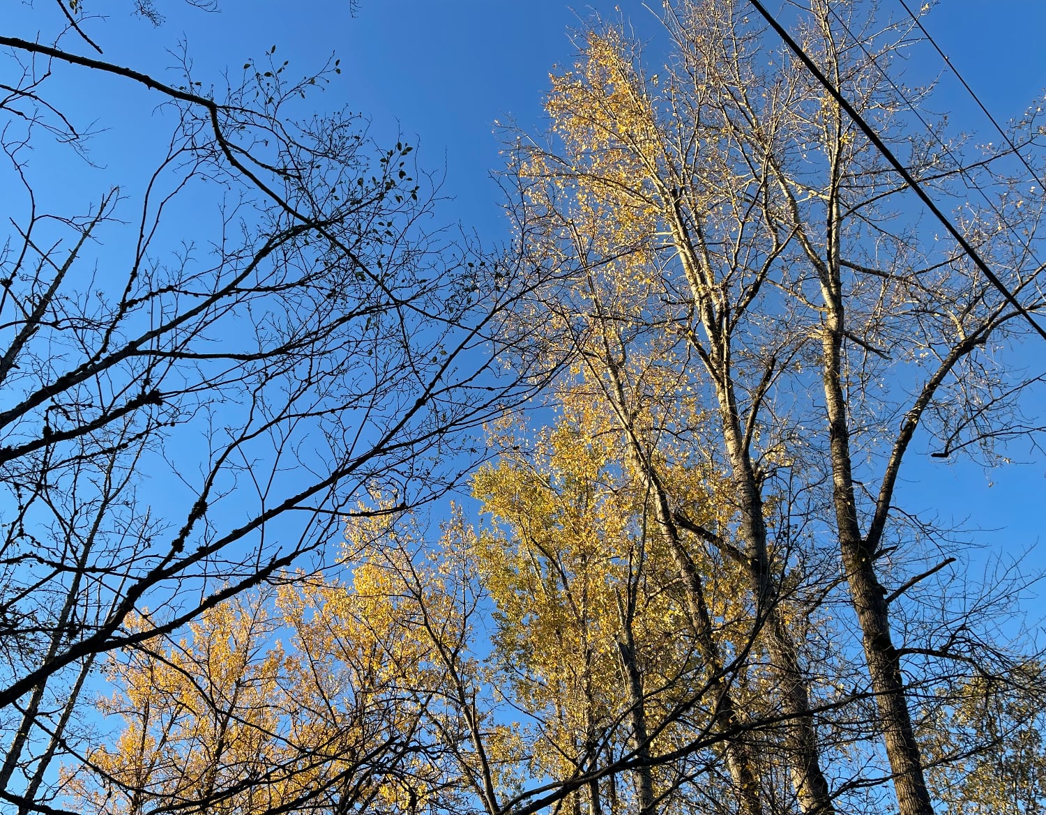 cottonwood fall leaves