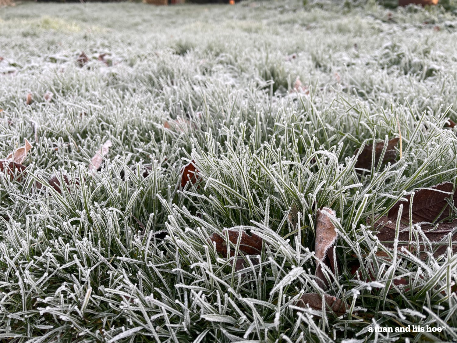 frost-on-grass