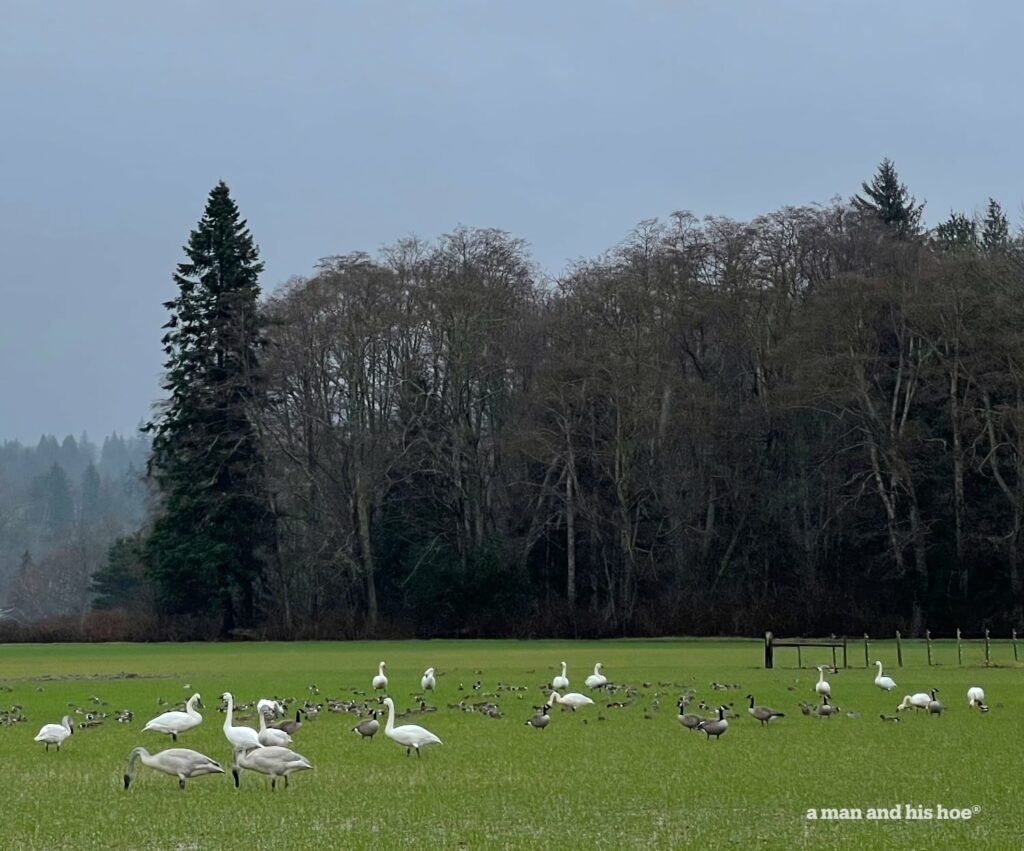 Welcome image of swans on field