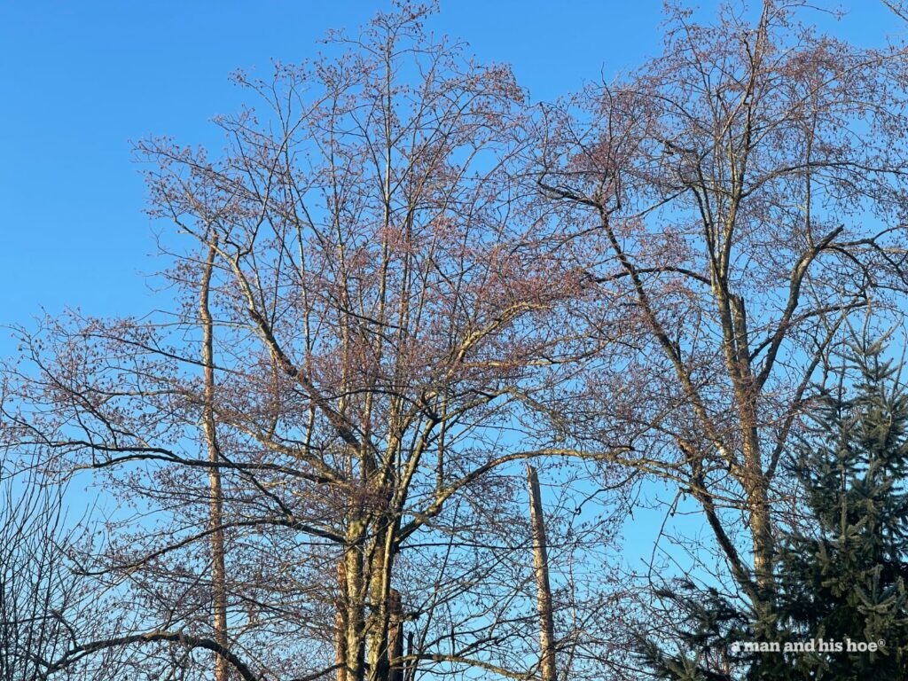 Alder trees at dawn on a bue sky day