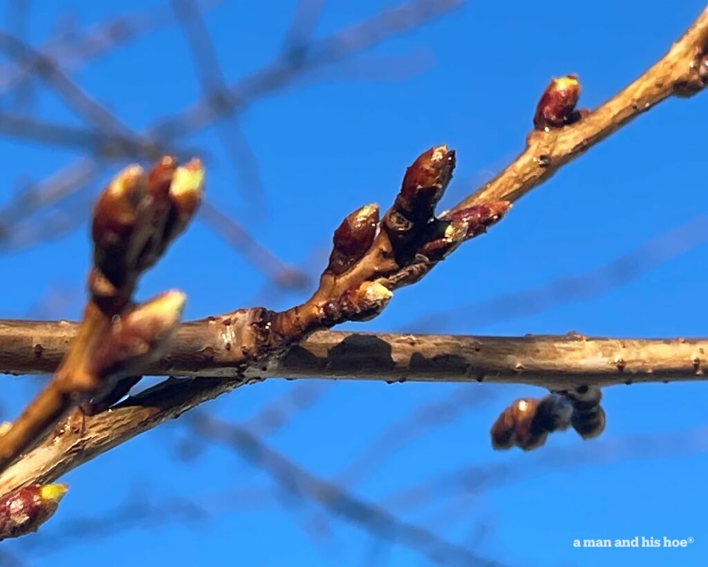 Cherry blossom buds in late January