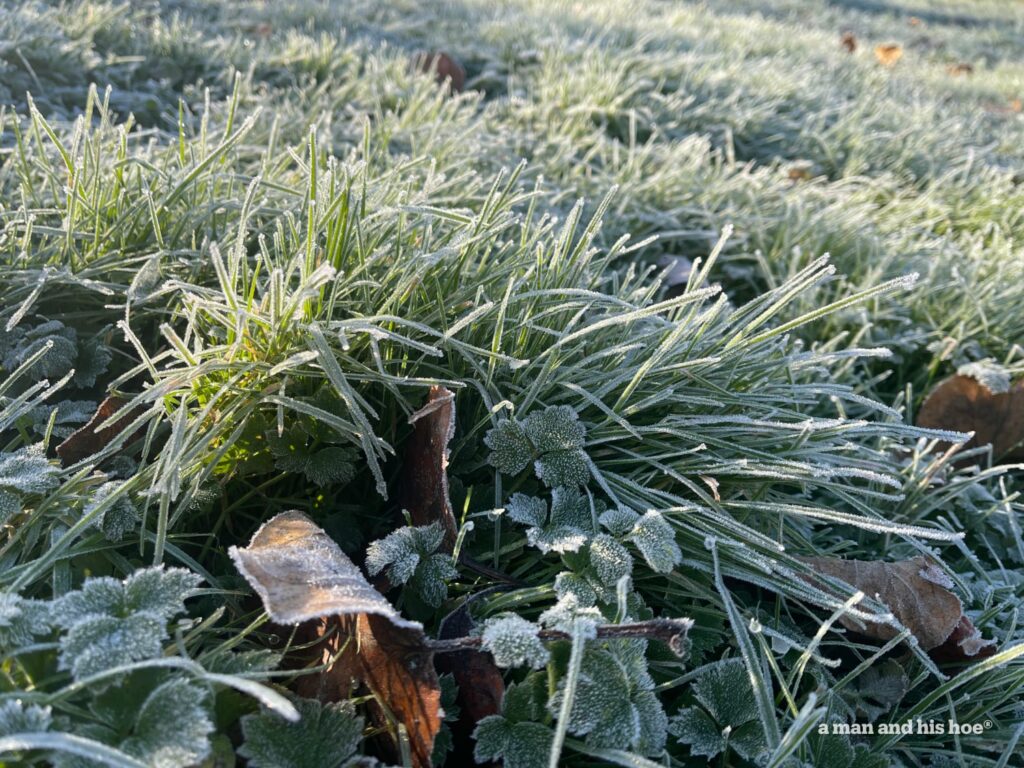 Sparkling frosted grass at dawn