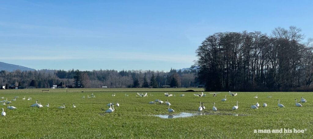 Swans on pasture