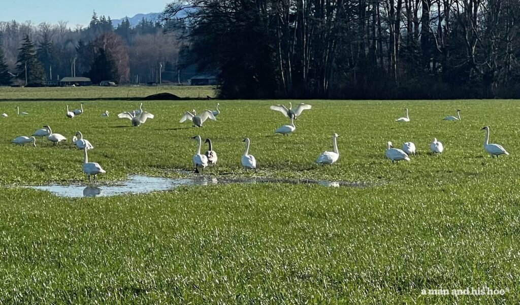 Closeup of swans in pasture.