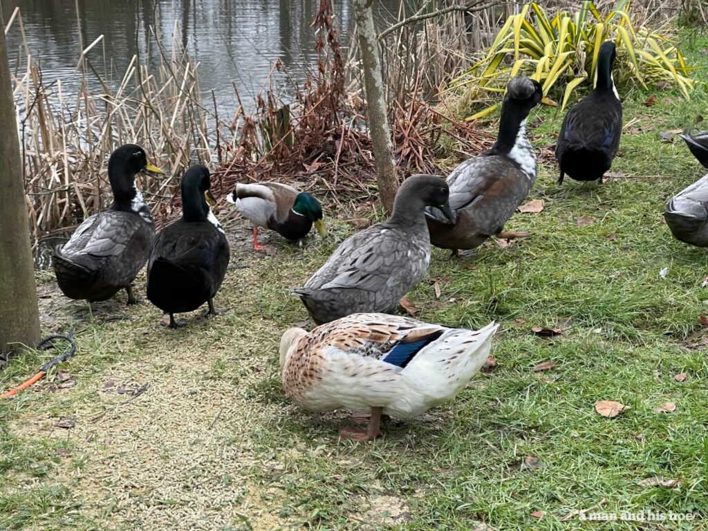 Will they fly - ducks feeding