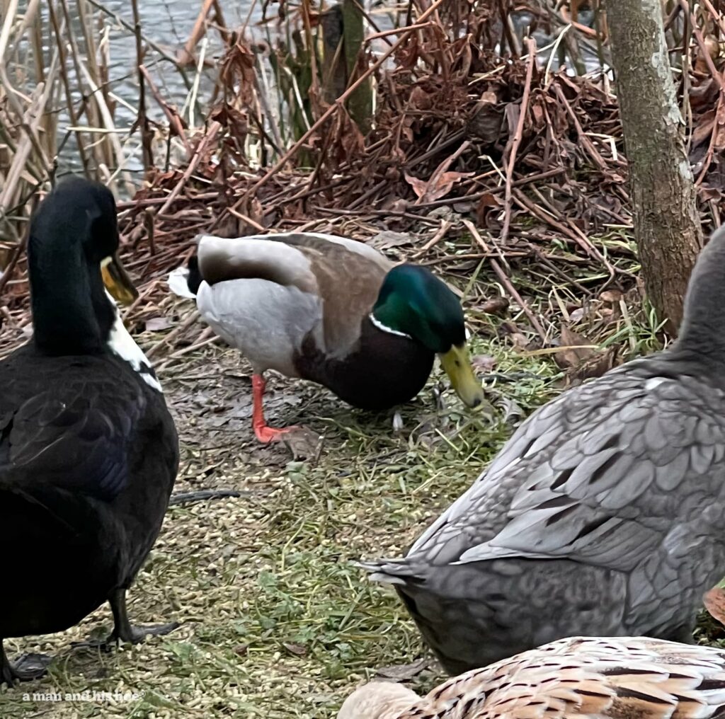 Will they fly - Mallard duck