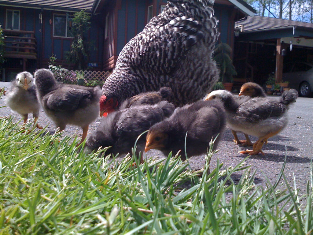 Welcome image of hen with chicks