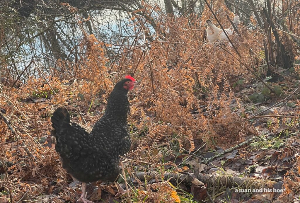 After the rain the chickens are out by the pond