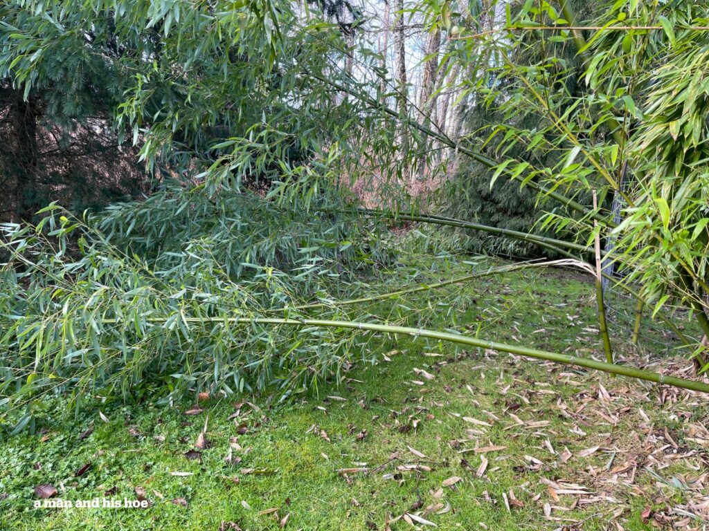 Bamboo knocked over by heavy snow