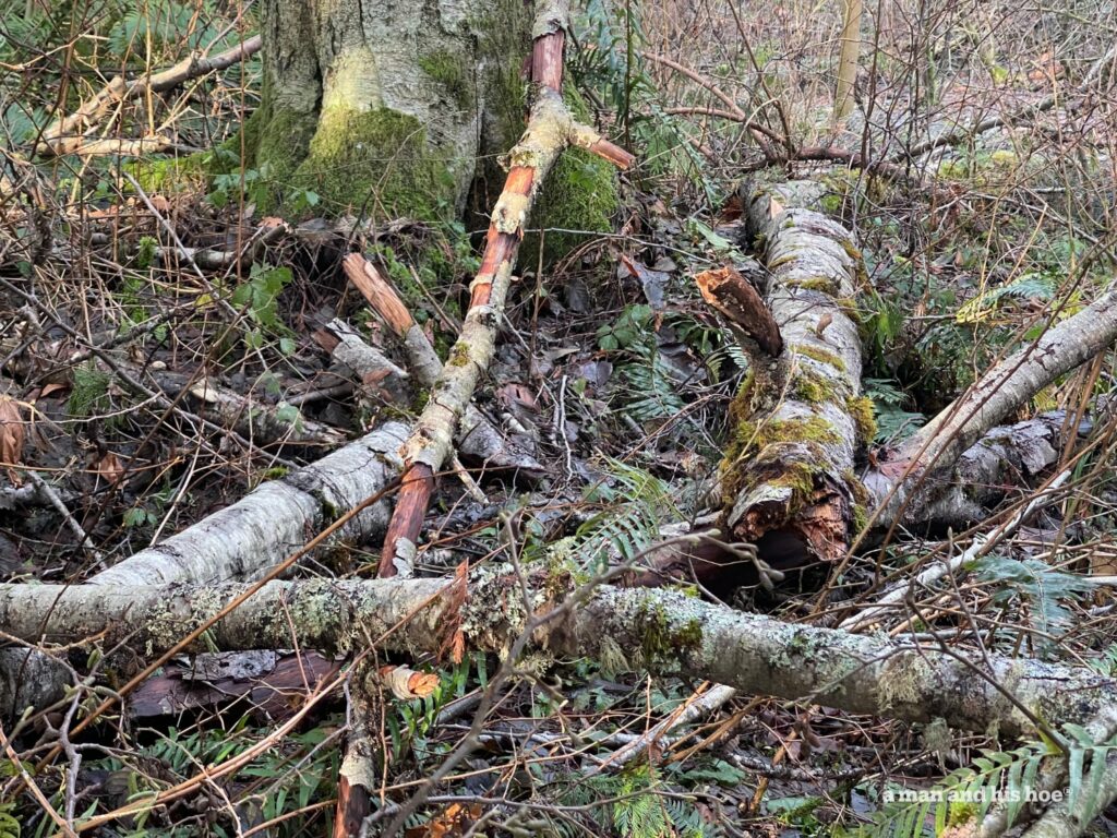 After the rains, fallen trees and branches litter the forest flor