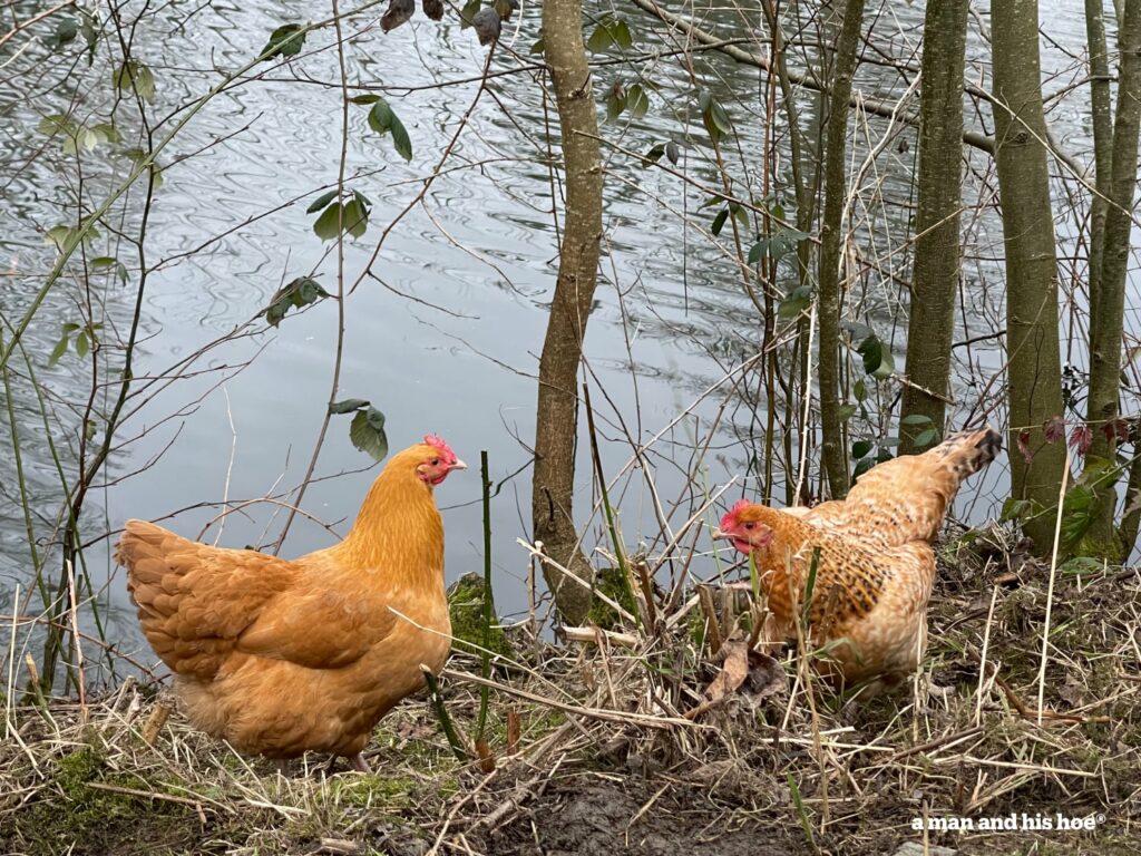 Spring hens by the pond