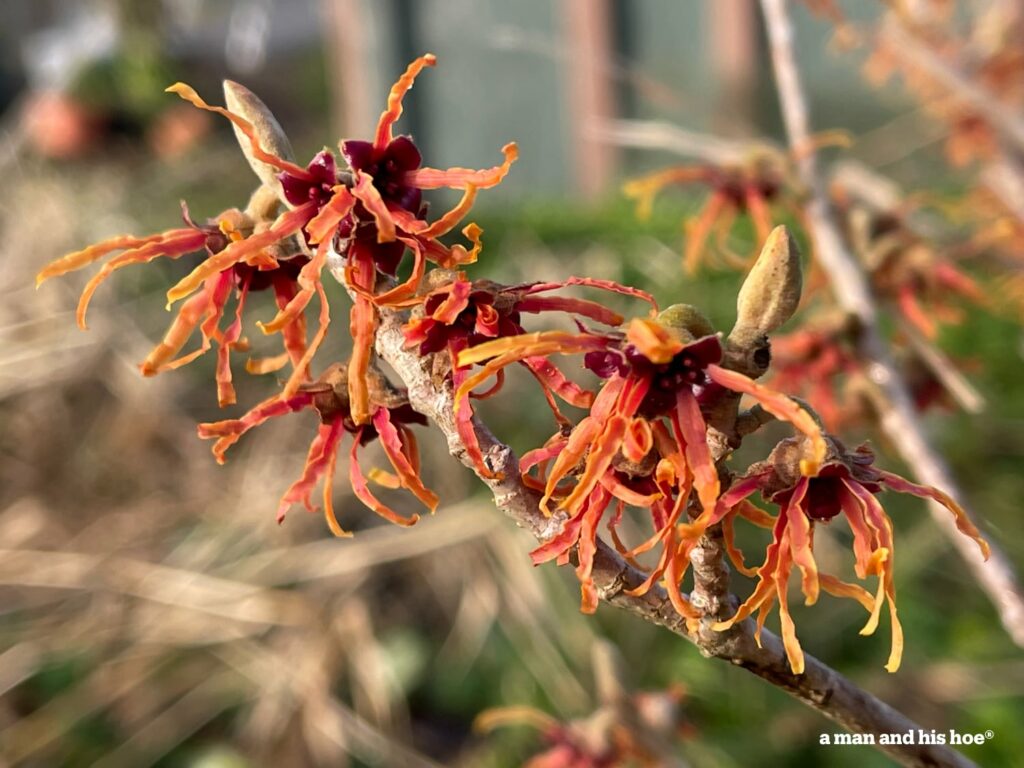 Witch hazel in bloom