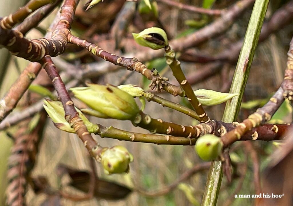 Spring - sweet daphne buds