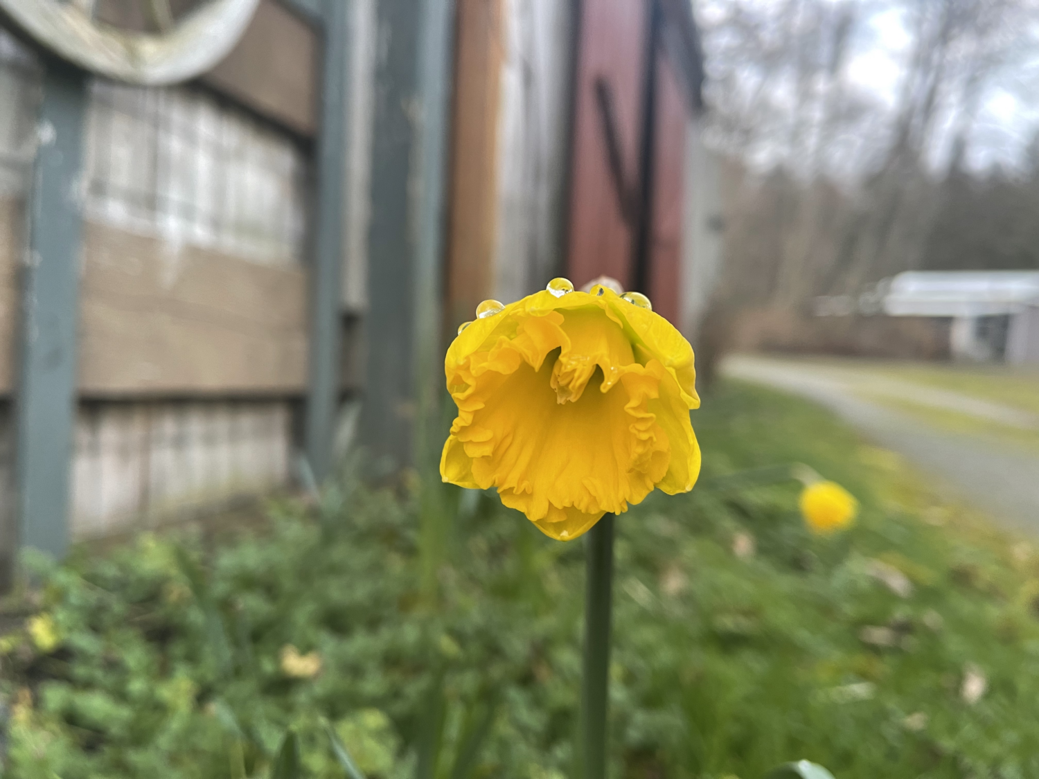 Change is in the air - daffodils are opening.