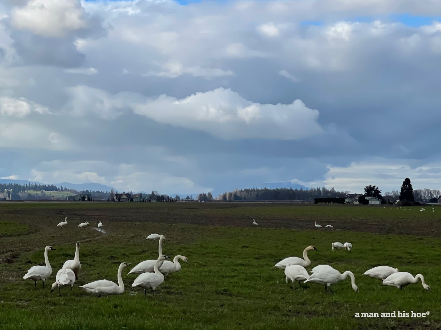 Change is in the air - swans feeding on pasture on a warm February day.