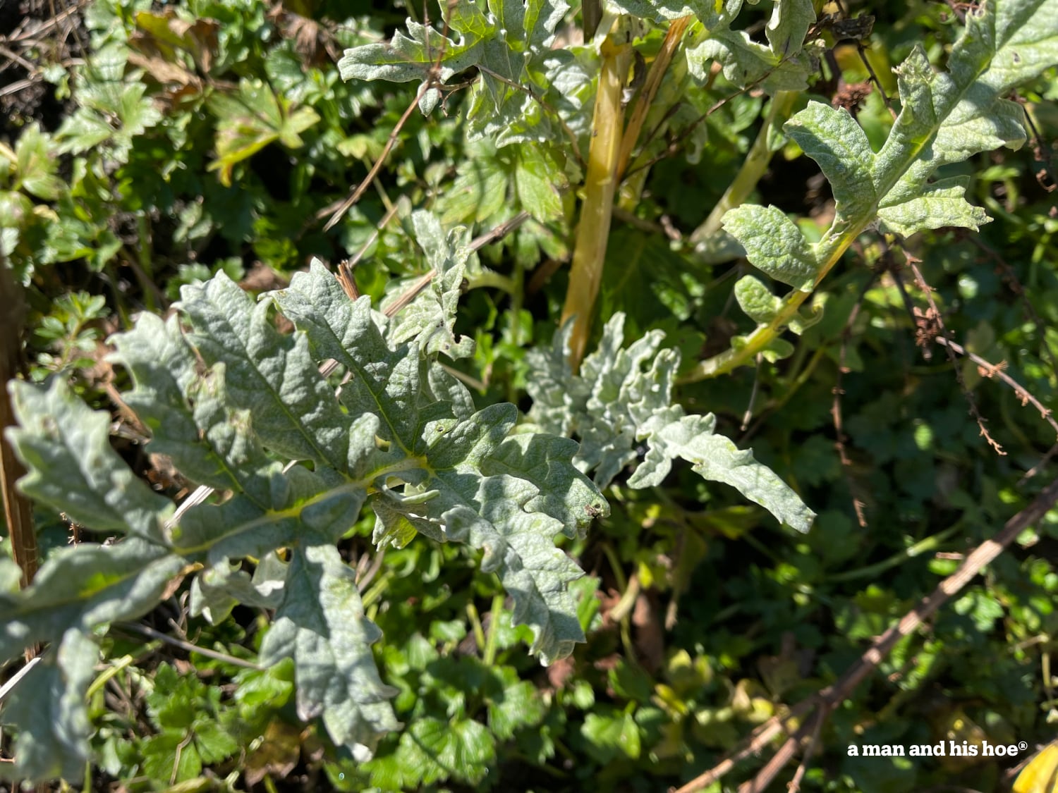 artichoke sprouts