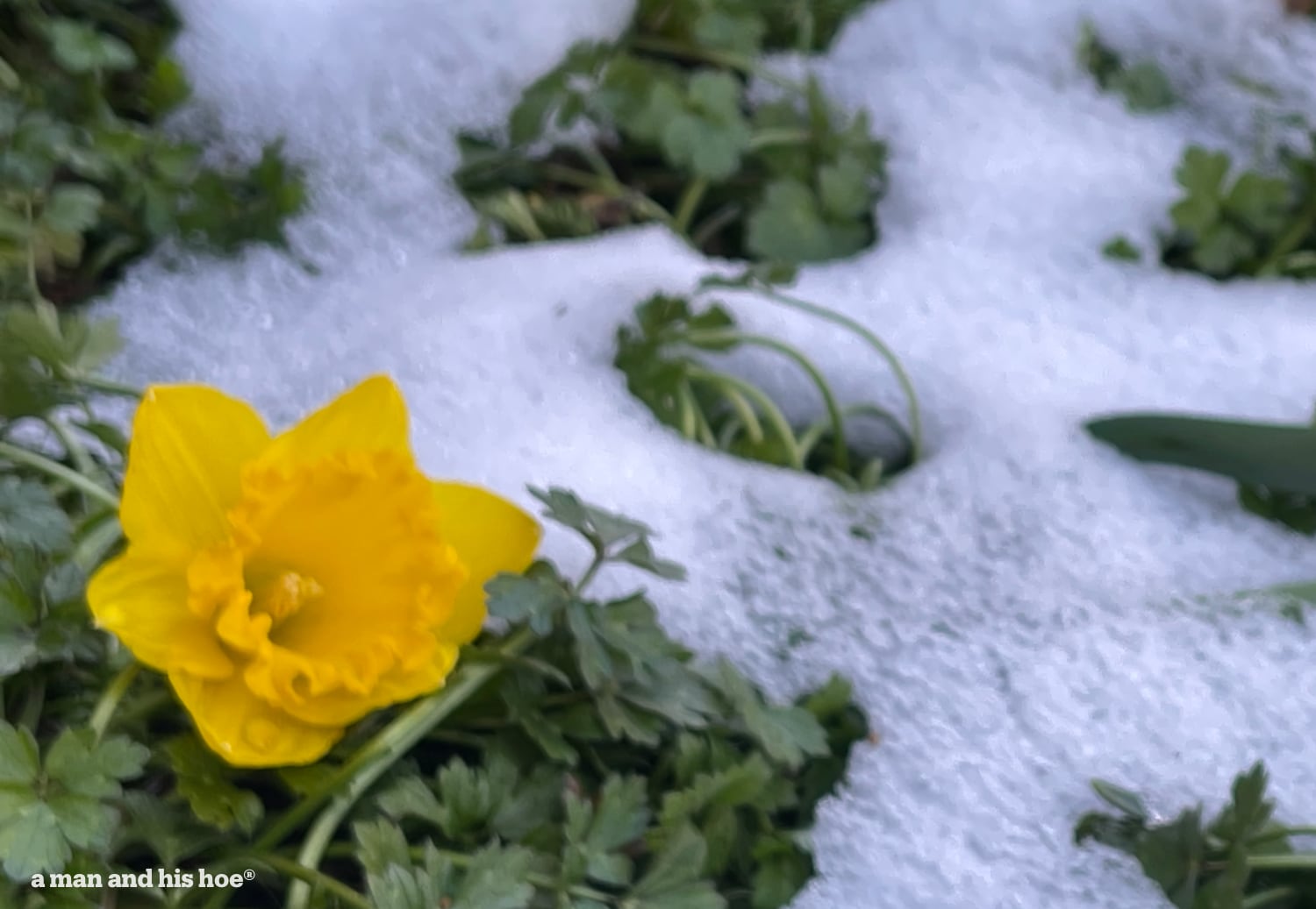 Change is in the air - daffodil in the snow