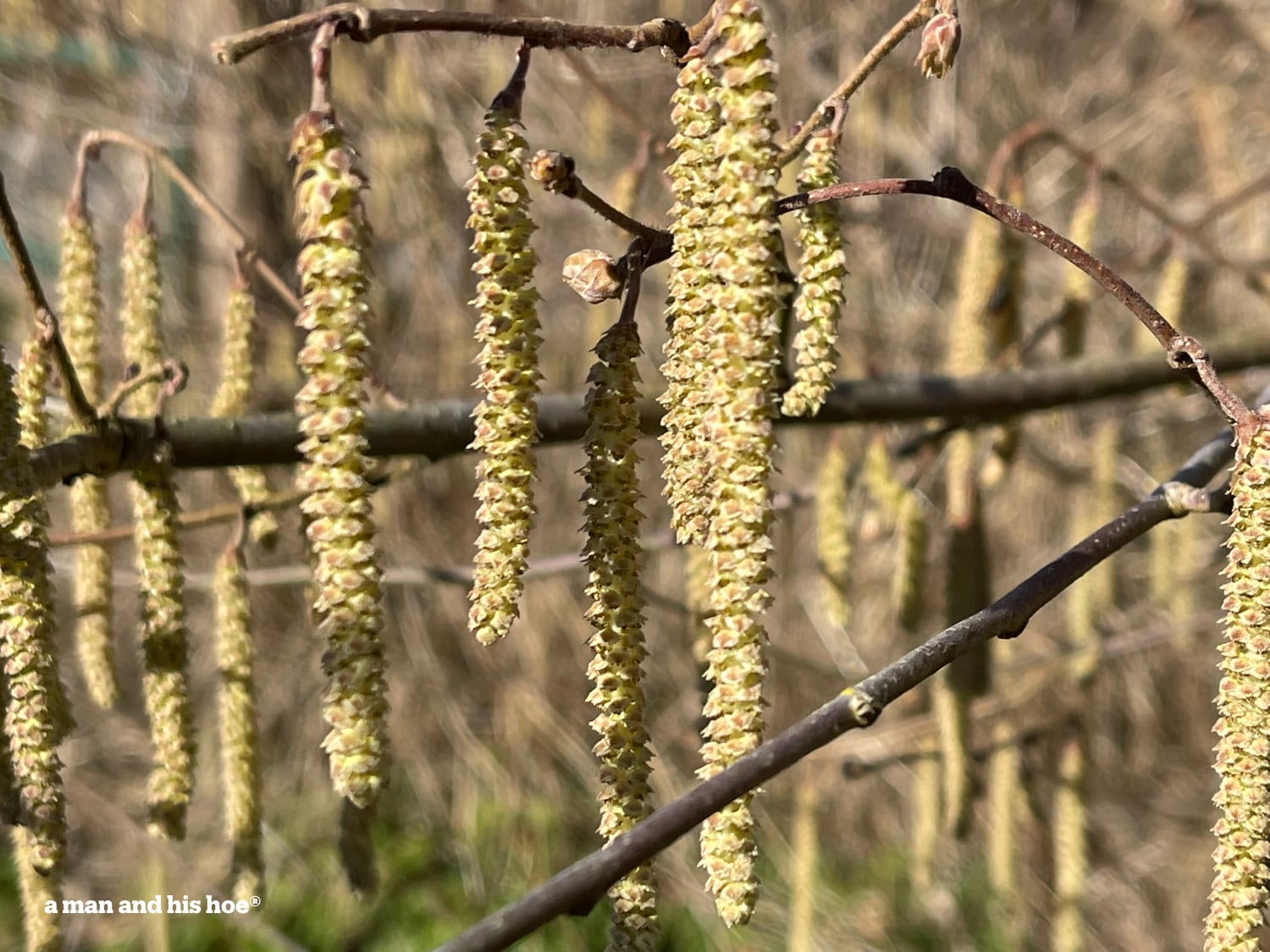 Flower away - hazelnut blossoms