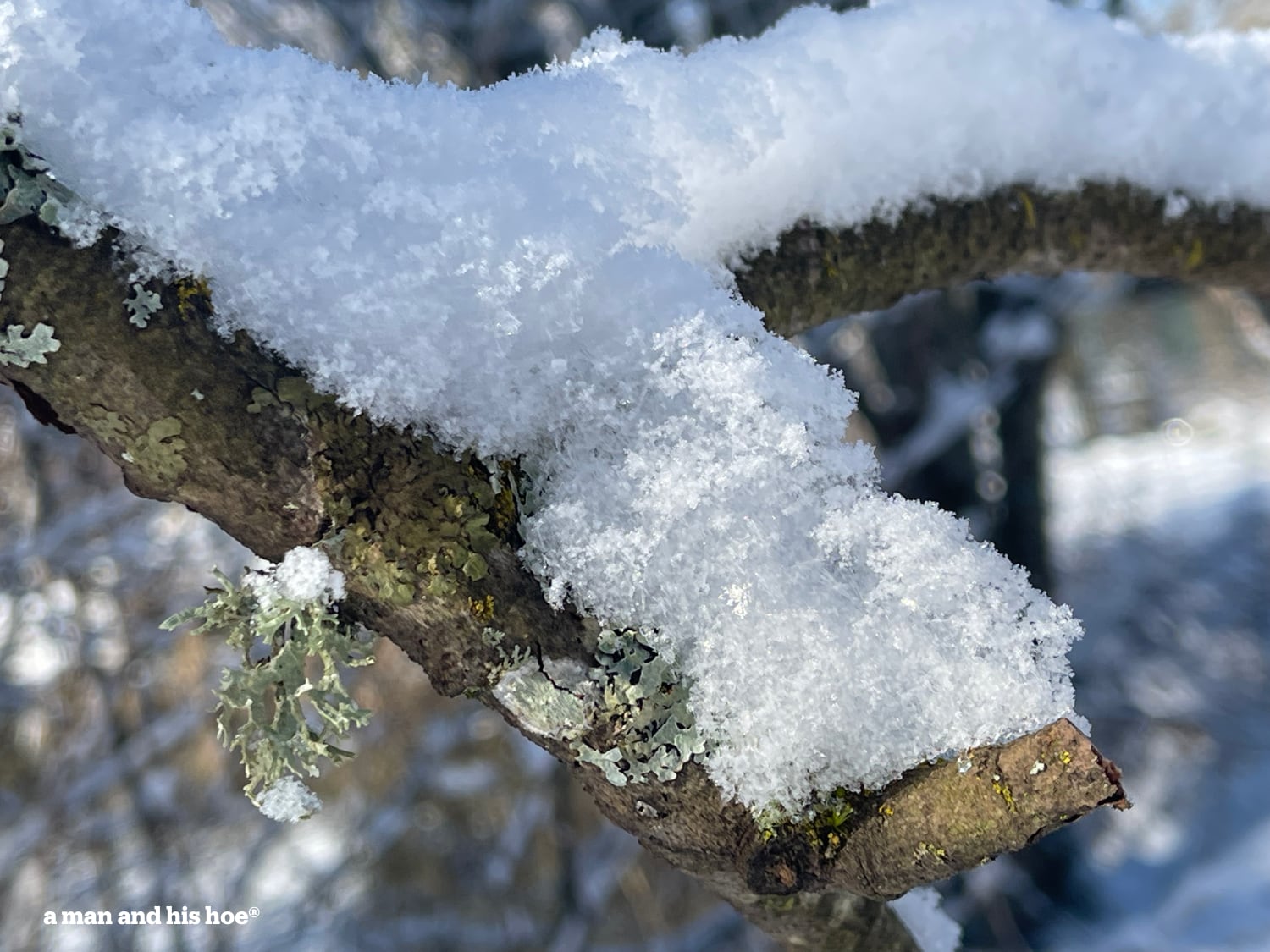 Snow so light on branches.