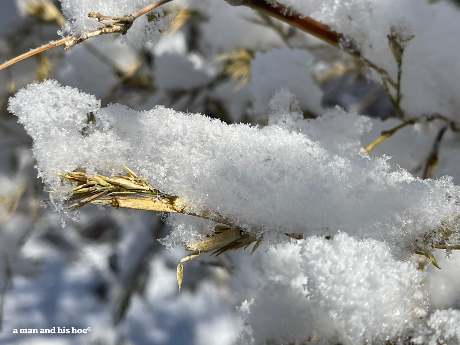 Snow so light on branches.