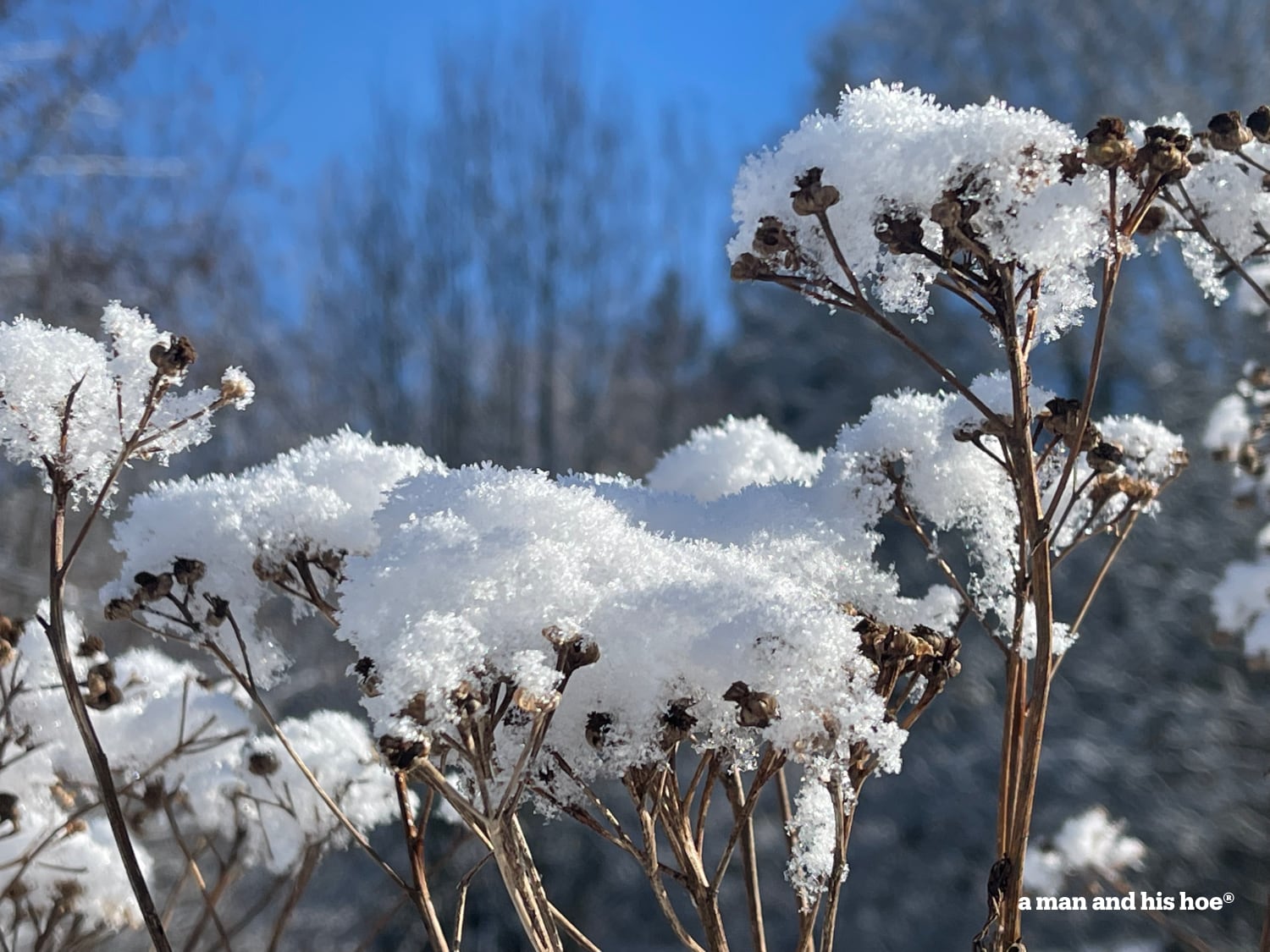 Snow so fine collects on flowerheads.