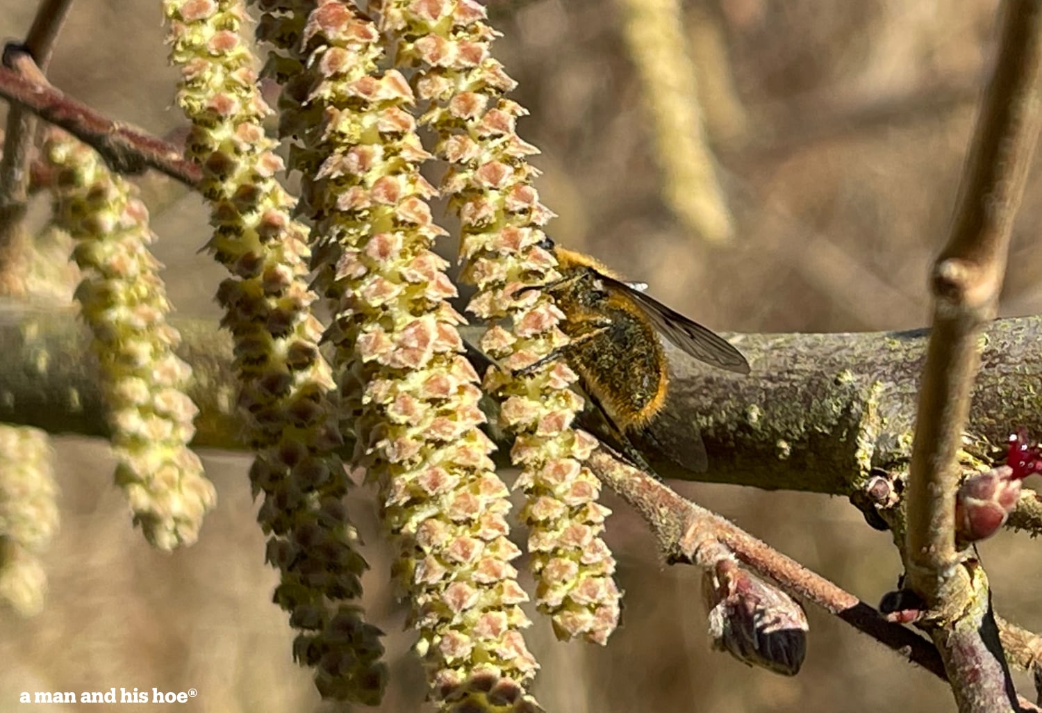 Hoover fly on hazelnut blossoms