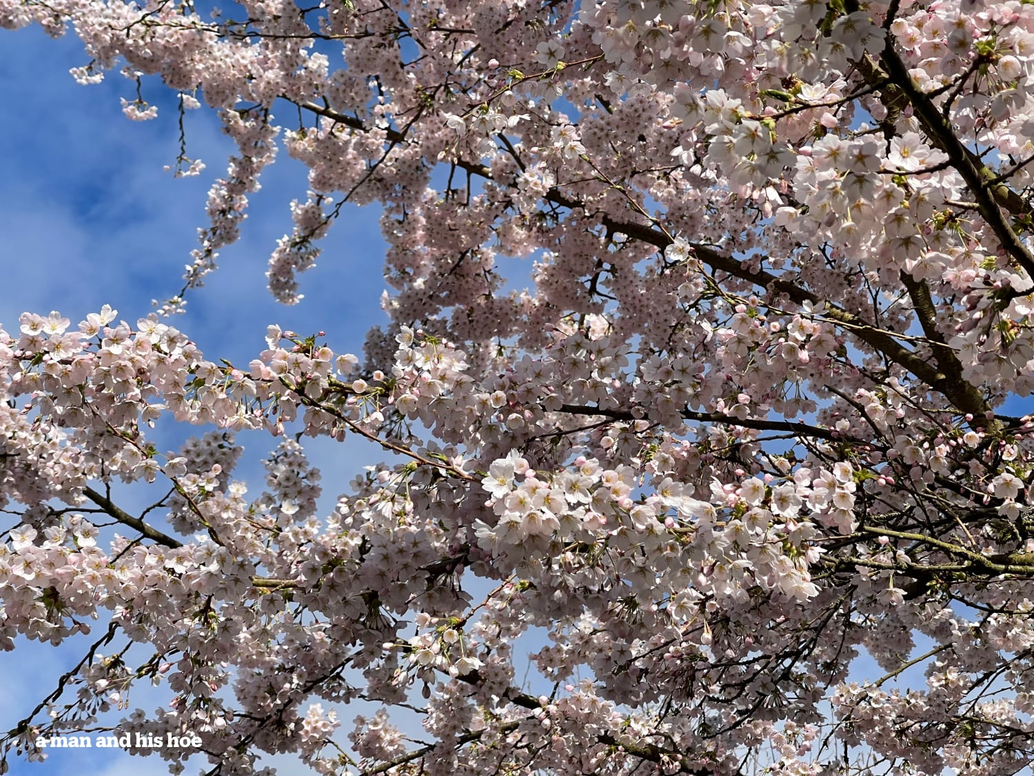 Cherry blossoms