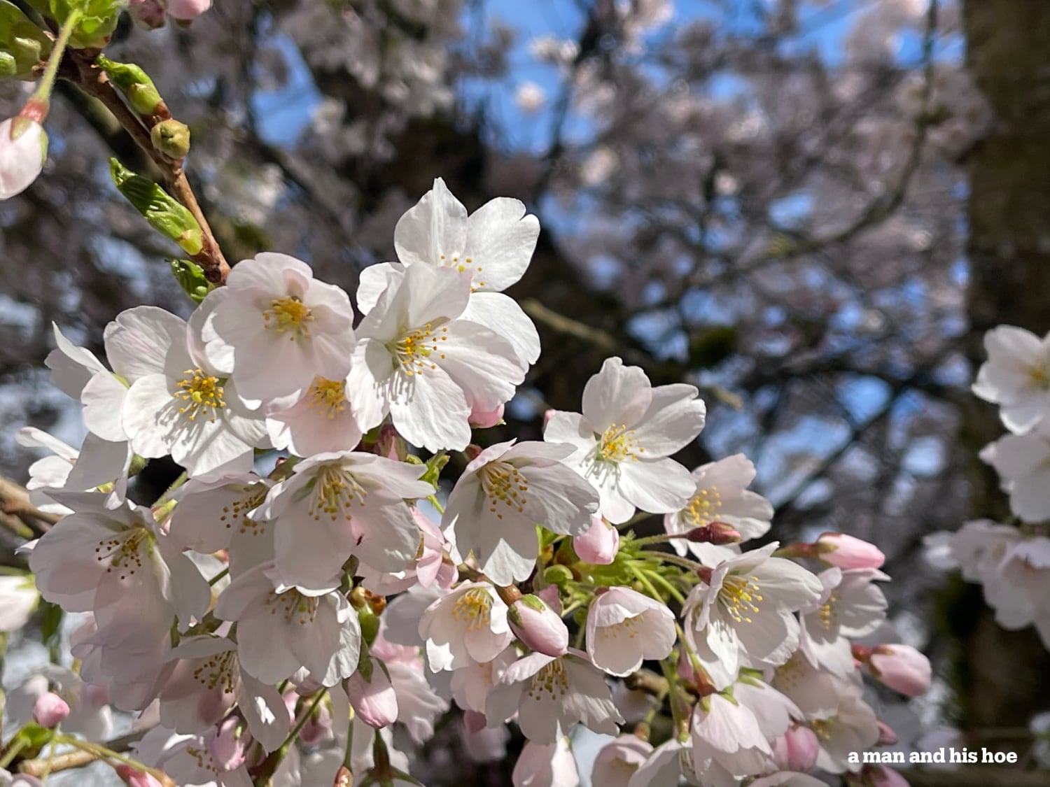 Opening cherry blossoms