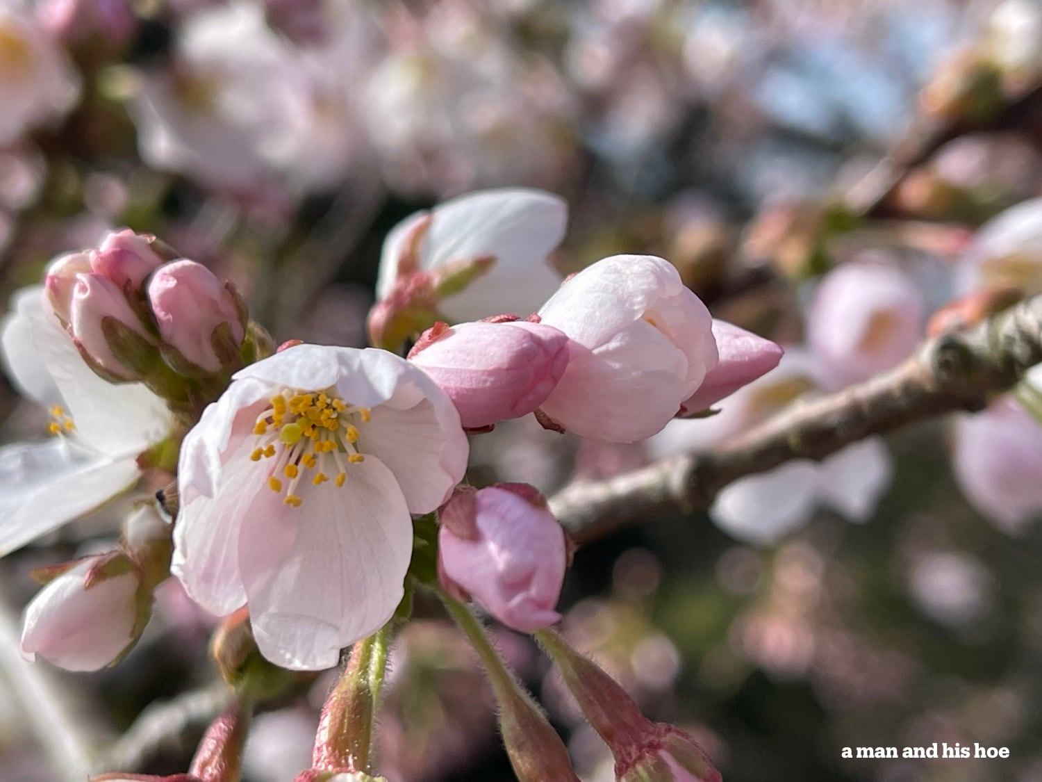 One open cherry blossom in a bunch of closed buds. 