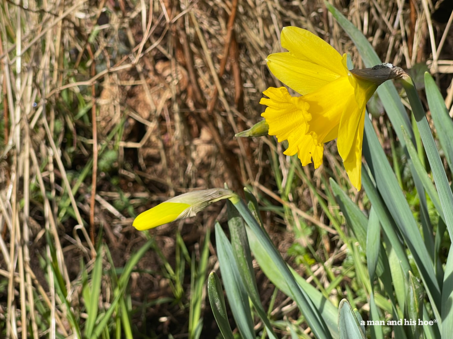 Daffodils in bloom