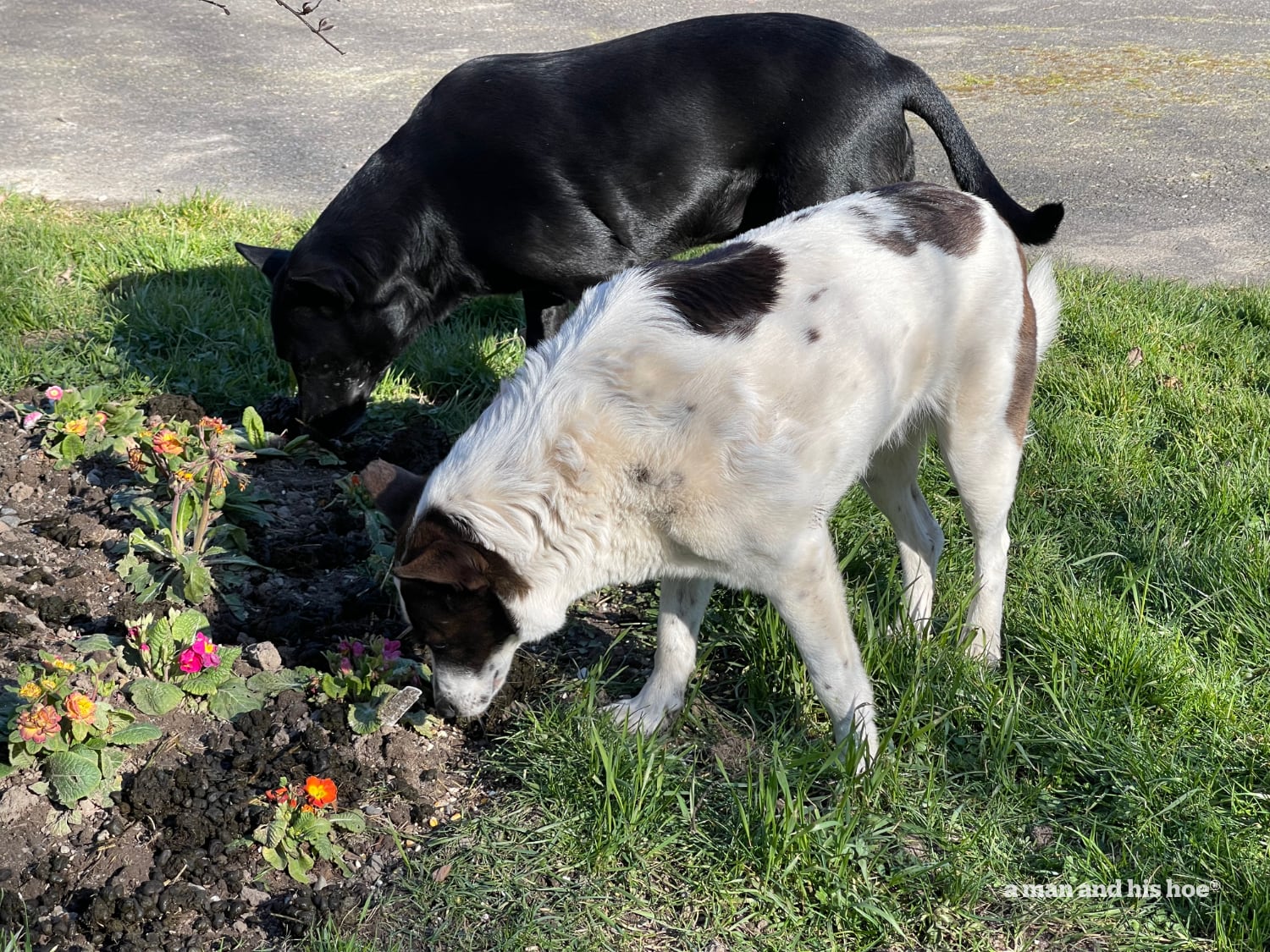 Spring surprise - dogs love alpaca beas